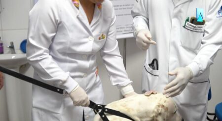 Clínica Escola de Veterinária promove vacinação antirrábica